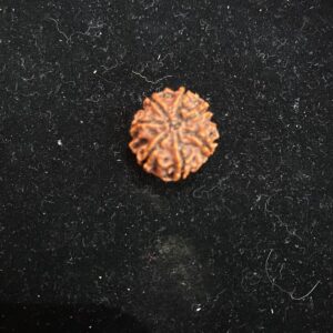 7 Mukhi Nepali Ruudraksha